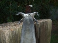 DSCF1520.geaendert.jpg