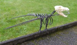 Wolpeopteryx.jpg