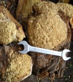 burl1 (1).jpg