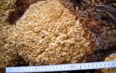 burl1 (2).jpg