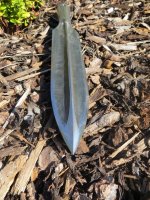 Saufeder Flügellanze6.JPG