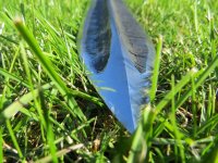 Saufeder Flügellanze10.JPG