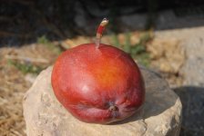 DSC_2662.JPG