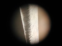 Ck45 2842.JPG