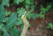 DSC_1154.jpg