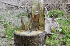 DSC_0231.jpg