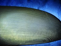 DSCN0244.jpg