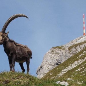 Tiere