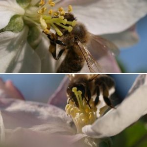 Bilder