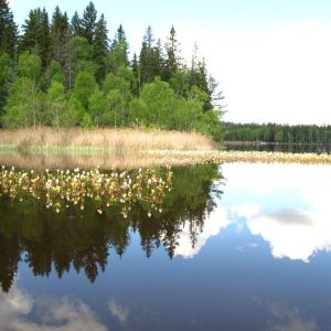 svinasjön