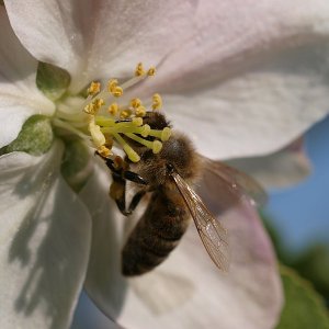 Bee2