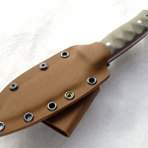 Muela coyote