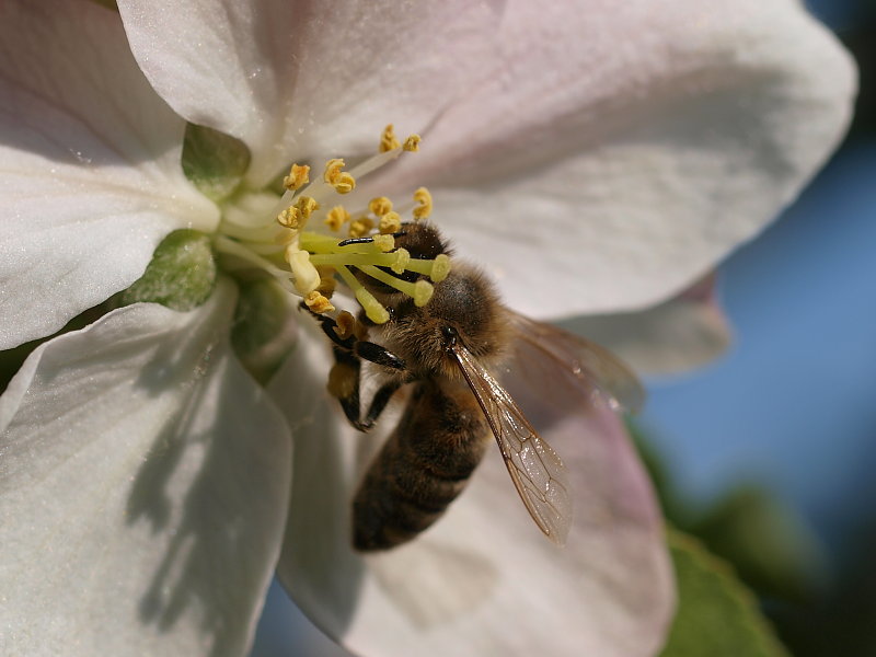 Bee2