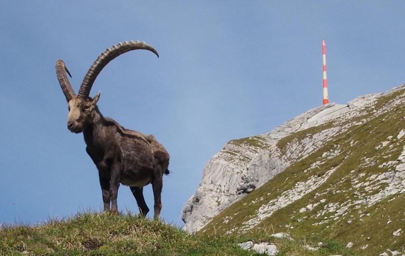 Steinbock