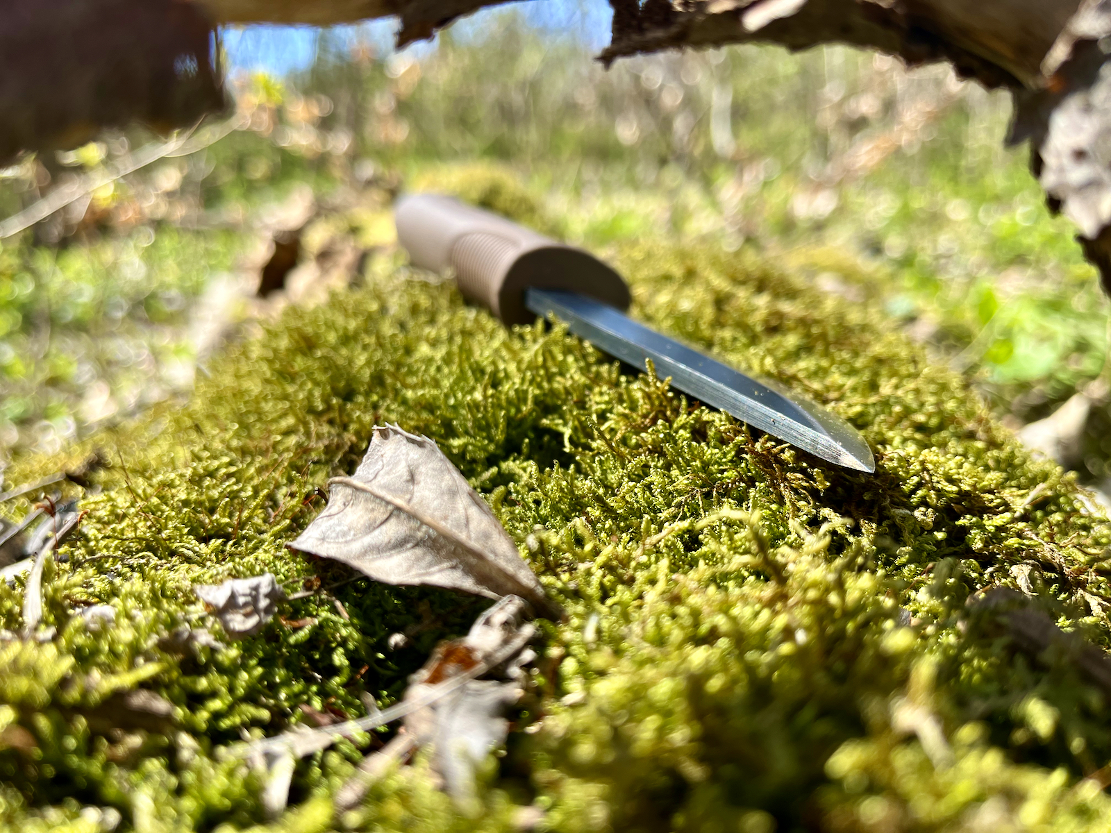 Stillleben auf Moos