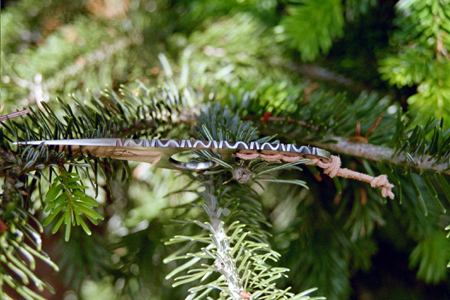 birdtrout3.jpg