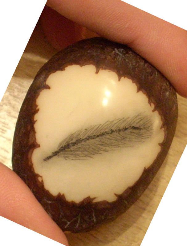 Tagua_nut.png
