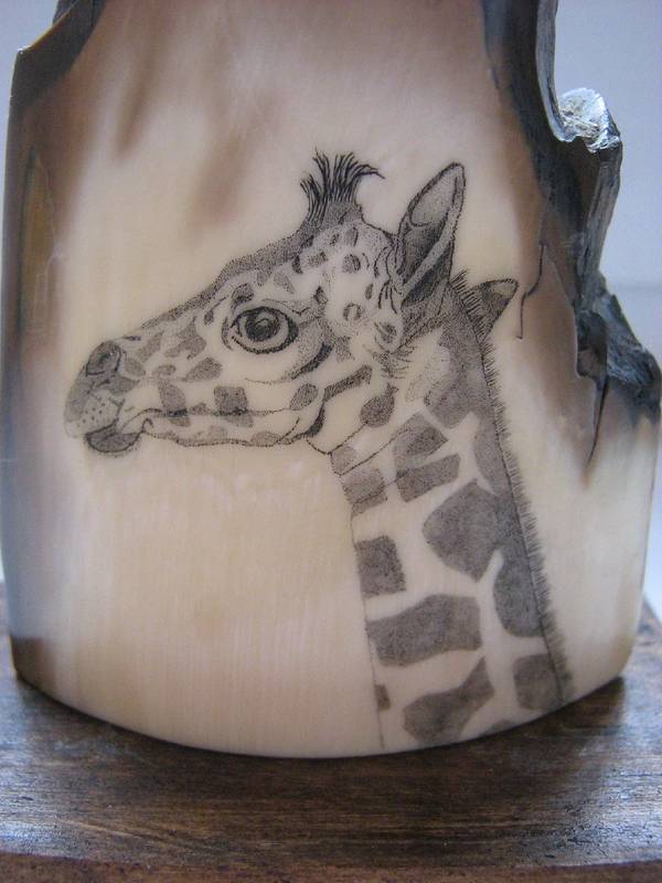 giraffe_2_1000x1333.JPG