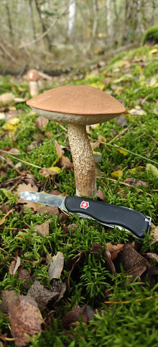 IMG20251009105656.jpg