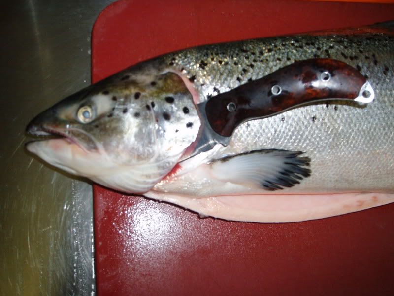 P1010007.jpg