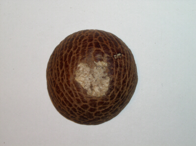 Arecanu_001_kl.JPG