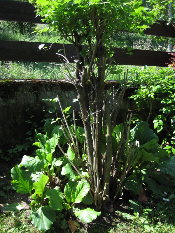 Schanz_Jahresmesser_2010_0003.JPG