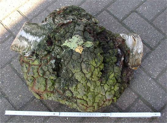 birkenkrebs1.jpg