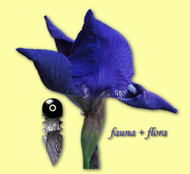 Iris5Cimex2_12_1GW.jpg