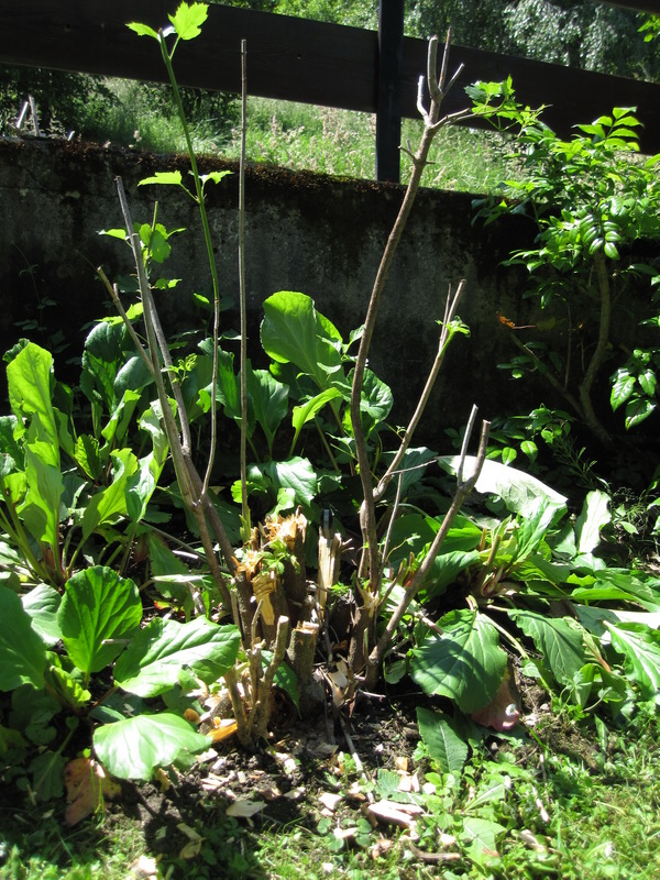 Schanz_Jahresmesser_2010_0006.JPG