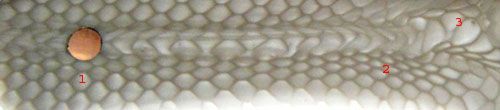 juma-1_zps79068b77.jpg