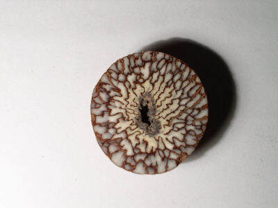 Arecanu_002_kl.JPG