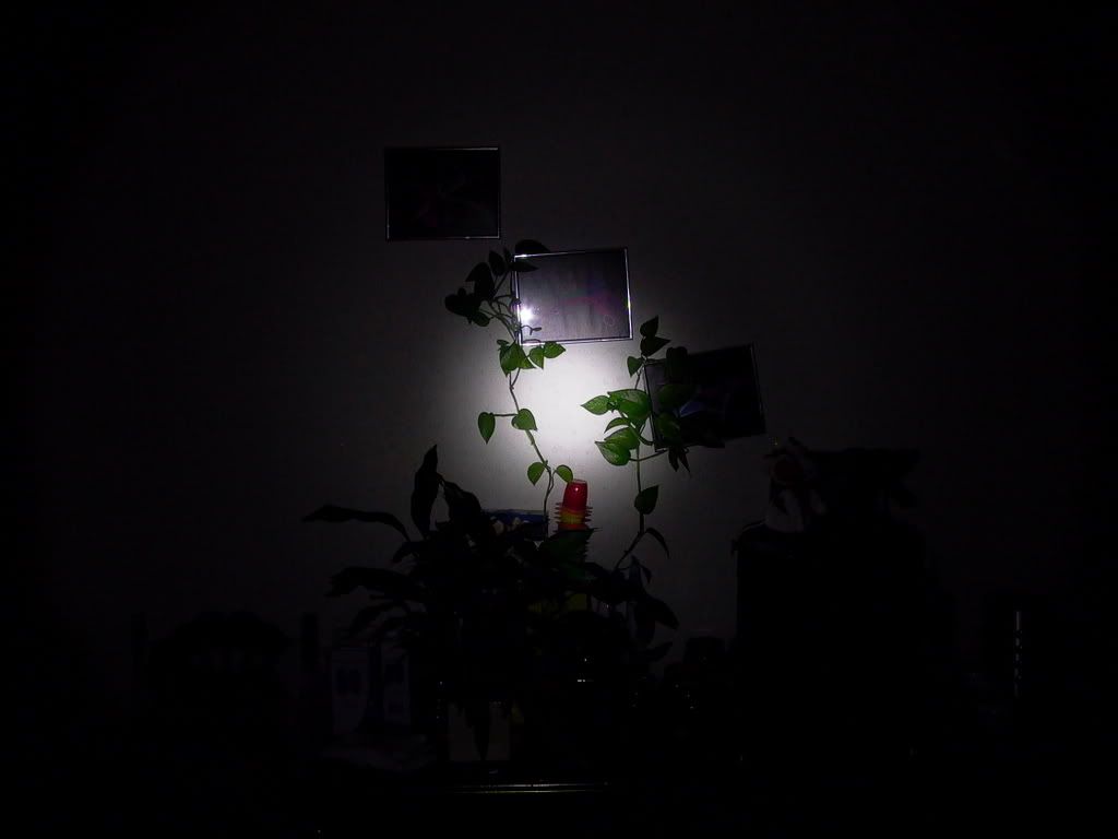 P1000116.jpg