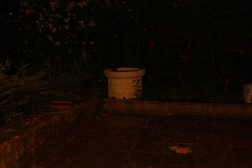 SC50w_2-13_500_x_500_.jpg